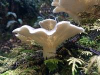 Pleurotus ostreatus image