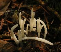 Clavaria fragilis image