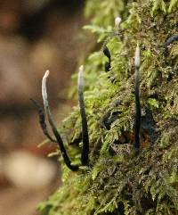 Xylaria hypoxylon image