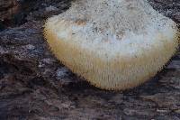 Hericium erinaceus image