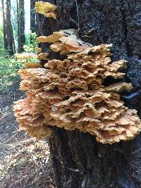 Laetiporus gilbertsonii image