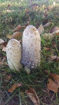 Coprinus comatus image