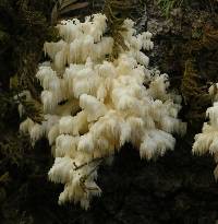 Hericium coralloides image