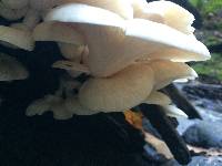 Pleurotus ostreatus image