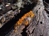 Calocera cornea image