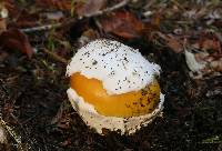 Amanita calyptroderma image