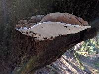 Ganoderma applanatum image