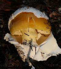 Amanita calyptroderma image