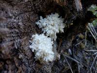 Hericium coralloides image