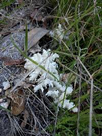 Hericium coralloides image