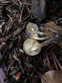 Galerina marginata image