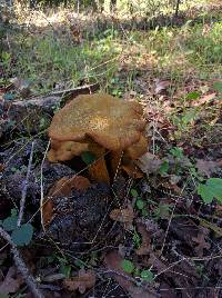 Omphalotus olivascens image