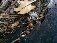 Galerina marginata image