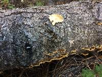 Trametes versicolor image