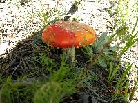 Amanita muscaria image