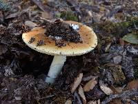 Amanita calyptroderma image