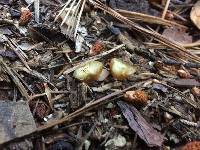 Galerina marginata image