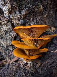 Omphalotus olivascens image