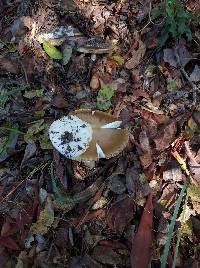 Amanita calyptroderma image