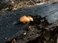 Galerina marginata image