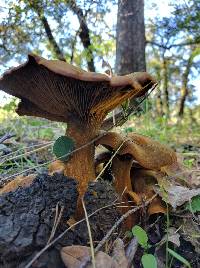 Omphalotus olivascens image