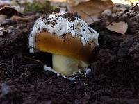 Amanita calyptroderma image