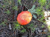 Amanita muscaria image