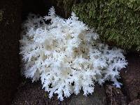 Hericium coralloides image