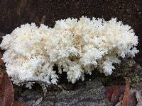 Hericium coralloides image