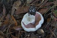 Agaricus xanthodermus image