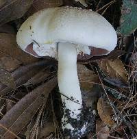 Agaricus xanthodermus image