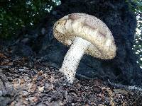 Leccinum scabrum image