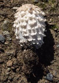 Coprinus comatus image