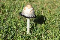 Coprinus comatus image