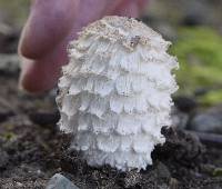 Coprinus comatus image