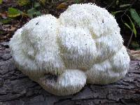 Hericium erinaceus image
