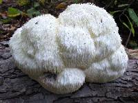 Hericium erinaceus image