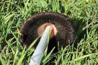 Coprinus comatus image