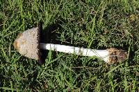 Coprinus comatus image