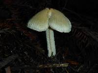 Inocybe sororia image