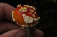 Amanita muscaria subsp. flavivolvata image