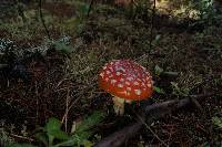 Amanita muscaria subsp. flavivolvata image