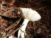 Amanita gemmata image