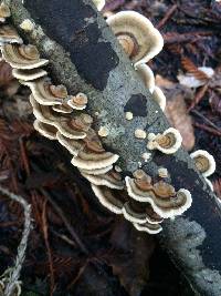 Trametes versicolor image