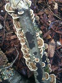 Trametes versicolor image