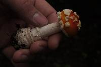 Amanita muscaria image