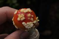 Amanita muscaria subsp. flavivolvata image