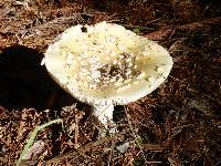 Amanita gemmata image