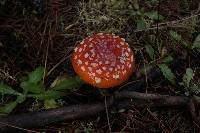 Amanita muscaria subsp. flavivolvata image