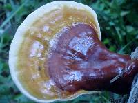 Ganoderma tsugae image